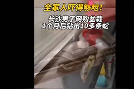 湖南居民家中出现10多条小蛇，蛇窝竟在盆栽里，小蛇会召唤母蛇吗图片