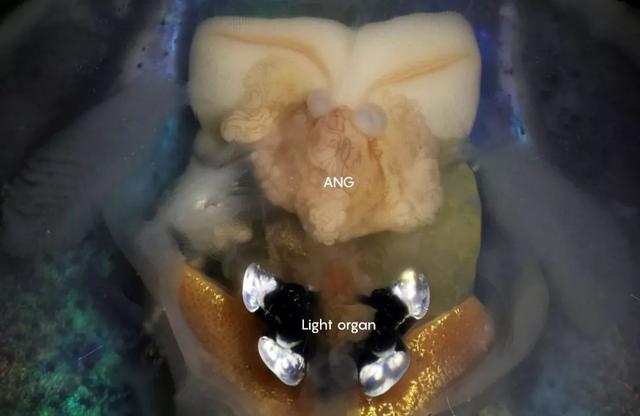 科学家揭秘水下生物的共生关系：借我一个肩膀，还你整片天空