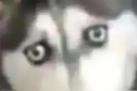 最近比较火的指人表情包图片