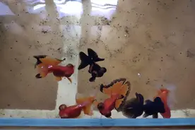 蝶尾、水泡、望天金鱼，在饲养上有什么注意事项？图片