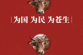 中国牛，是真牛！（上）图片