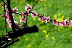 常说“春宵一刻值千金”，很多人不知道它的下半句图片