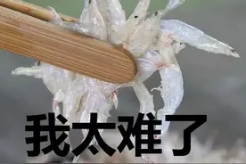 中国捕捞量第一的甲壳类水产，竟是被晒干做成虾皮的毛虾图片