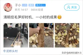这两天很多萧山人都在挖笋！有个问题必须注意，多人进了医院【杭州交通918关注】图片