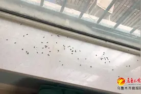 乌鲁木齐市民家里出现黑虫 成群结队还会“放屁”听听专家怎么说图片