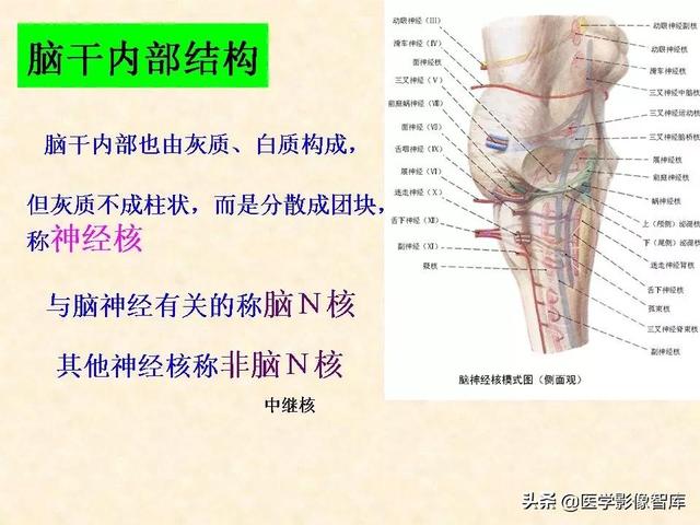 脑干、小脑及间脑解剖