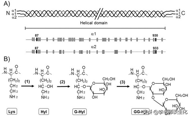 蛋白质的糖基化修饰（二）