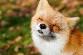 我养了只狐狸，体验到纣王的快乐图片