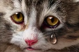 猫咪在这几种情况下会“流泪”，网友：真的心疼图片