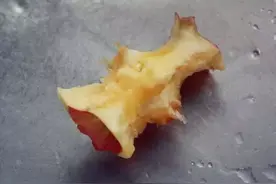 吃完苹果核别扔，教你变一盆苹果树图片