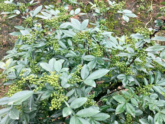 青花椒的种植管理技术