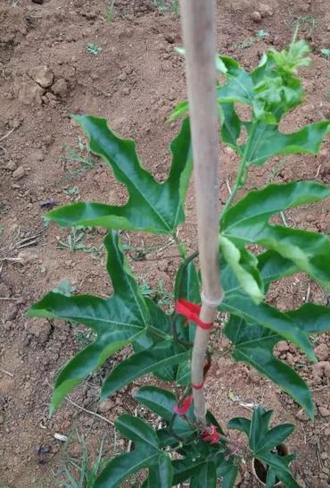 百香果是怎样的一种植物