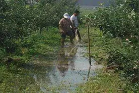 下雨天对果树的危害原来这么大！不看不知道一看吓一跳！图片