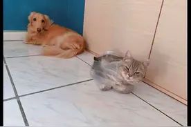 猫咪自己玩塑料袋，结果却被困在里面了，狗：这时不睡更待何时？图片