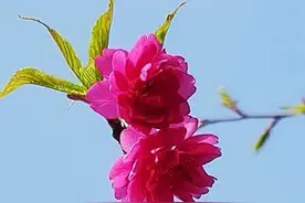 牡丹樱～早樱重瓣，花红密集，年后开花，当之无愧的＂樱花王＂图片