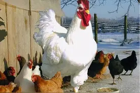 美国真正的“鸡王”：每年卖掉18亿只肉鸡，是肯德基幕后供货商图片