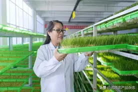 不用土壤不用肥，一张白纸种芽菜！张桂琴：小芽菜成就新型农业大梦想图片