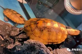龟是否好养，能不能养住，和它的来源大有关系图片