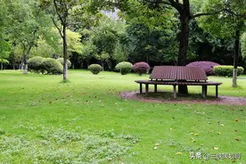 9张照片，夏日的滨江公园，绿绿绿绿绿，喜欢点赞图片