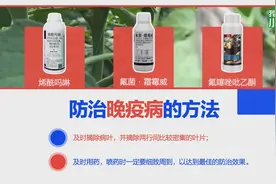 刘老师带你认识：番茄晚疫病图片
