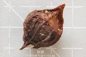 60种酢浆草OB系列常见品种种球及开花图鉴（上）图片
