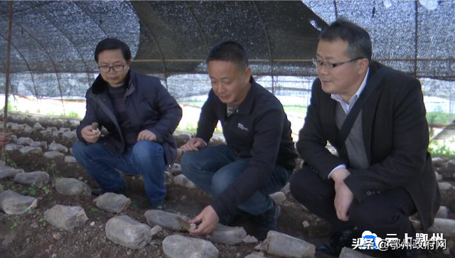 鄂州首批羊肚菌在杨叶喜获成功