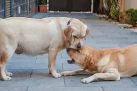 狗狗怀孕后要怎么喂食 营养要怎么搭配 这些你都会了吗？图片