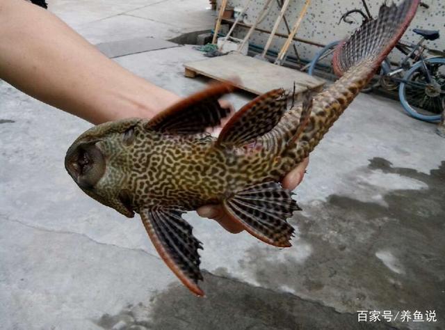 这样吃清道夫鱼，可以把清道夫所有的蛋白质和钙质都吸收