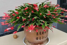这12种花，花盆不宜贪“大”，用小盆种反而长势喜人图片