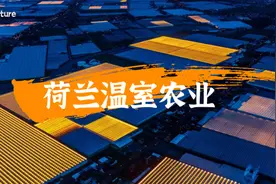 荷兰温室番茄可以无限生长？为了结最多的果，连开窗都有讲究图片