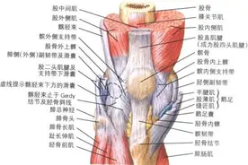 髌腱断裂的治疗方案图片
