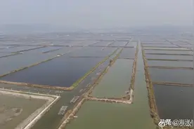 收获的季节！广东汕头牛田洋蟹肥虾美，养殖户大丰收图片
