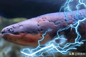 食人鱼躲着走，鳄鱼选择“同归于尽”，亚马逊河顶级杀手是电鳗？图片