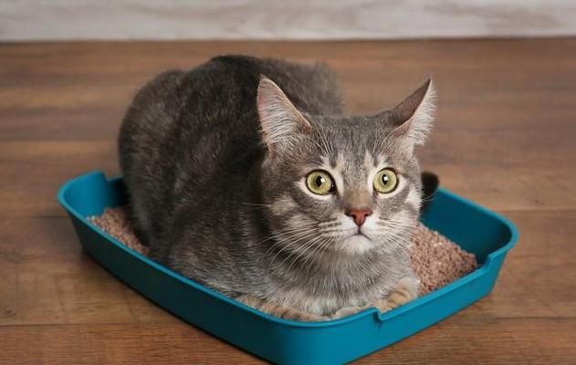 猫咪的尿液奇臭无比？那可能它的这项能力很厉害