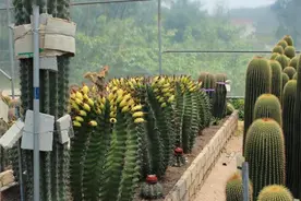 8种仙人球，养成“巨无霸”才冒花苞，小球不用想，先养大再说图片