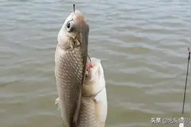 农业部新规：12月1日起，一线一钩、路亚等可以使用？别高兴太早图片