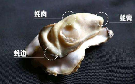 长得一样,为何一个叫生蚝,一个叫牡蛎?原来区别在这