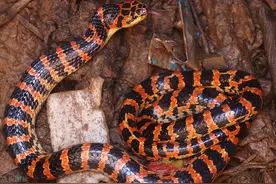 农村最多的几种蛇！你见过哪几种！我见过三种图片