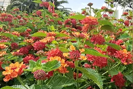 夏天色彩斑斓的五色梅大大提升了龙潭公园的颜值图片