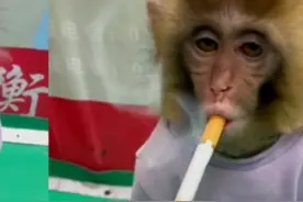 衡水野生动物园让幼猴抽烟被质疑，园方回应：摆拍的公益段子图片