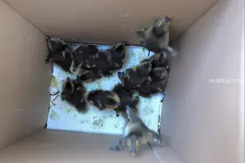 哈尔滨“和平鸽”中跳出13只小鸳鸯，众人帮助，12小时母子团聚图片