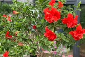 盆栽扶桑花，注意几个“小细节”，满树爆侧芽，四季能开花图片