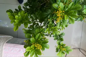 养了5年的米兰花盆栽，今年米兰花的花苞太多需要疏花苞吗？图片