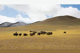 藏北高原上的野牦牛，干倒狼群和棕熊，还跑去牧民家拐“老婆”图片