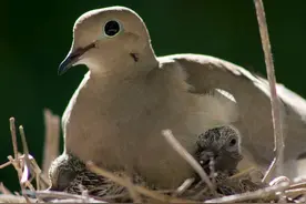 俗话：“三斑出一鹞，三虎出一彪”是啥意思？真的假的？图片
