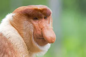 长鼻猴的种族繁衍有多难？找老婆是个难题，天敌其实是自己图片