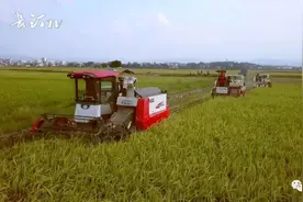 遇见 | 稻子熟了图片