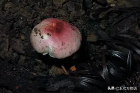 注意，山里的这些“菌子”有毒图片