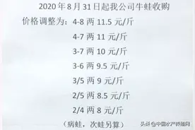 近期牛蛙价格涨涨跌跌，行情太乱！9月份大蛙恐怕要降到个位数图片
