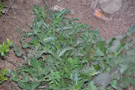 公路边生长的野生草药（野菜）苦荬菜图片